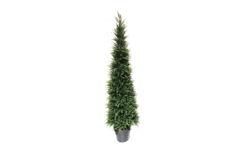 CYPRESS Konstgjord Växt  150cm - Konstgjorda växter