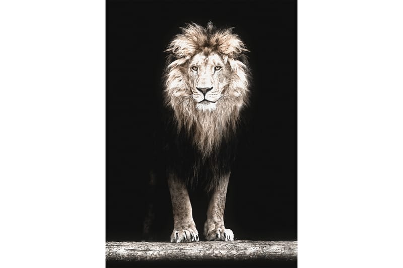 BLACK LION Poster 50x70 cm Svart - Poster & print - Djur poster
