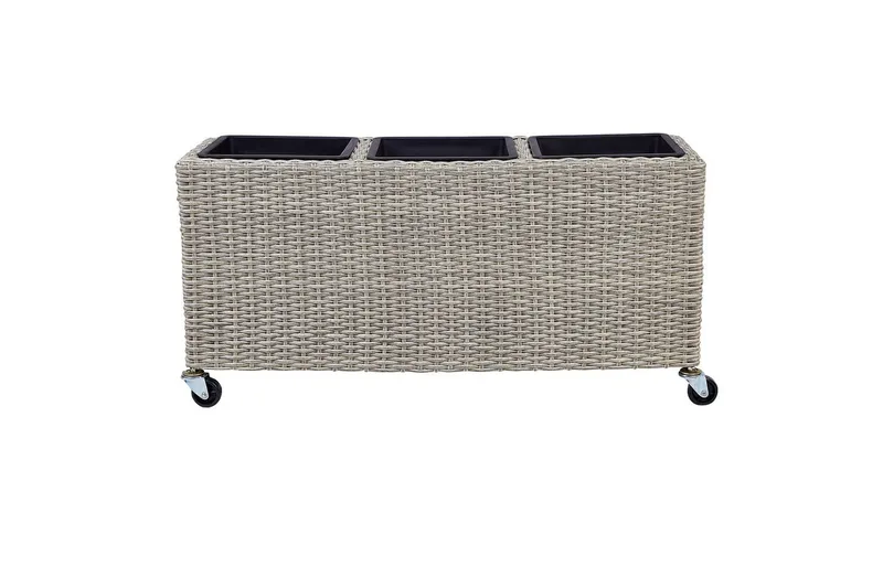 Inomhuskruka Bellis Brun, Brun