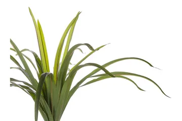 Berden Konstgjord Krukväxt 147 cm Dracaena anita - Grön - Inredning & dekor - Dekor & inredningsdetaljer - Konstgjorda växter