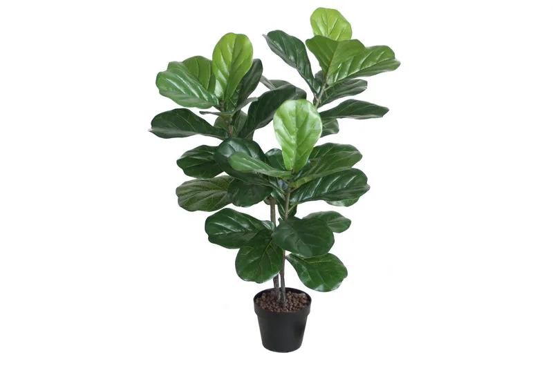 Grön växt FIDDLE LEAF H100 2 grenar svart kruka