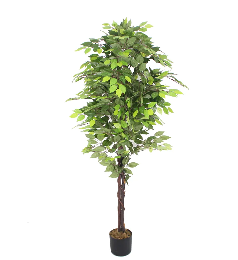 Konstväxt fikus | 180cm