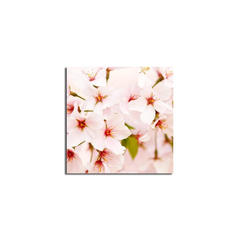 Canvastavla 45x45 cm - Blomstrande körsbärsblommor i pastelltoner - Ljusrosa / Vit / Grön - Inredning & dekor - Tavlor & konst - Canvastavla