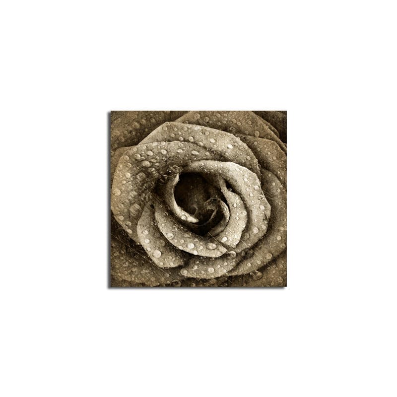 Canvastavla 45x45 cm - Detaljerad ros med vattendroppar - Grå / Beige - Inredning & dekor - Tavlor & konst - Canvastavla