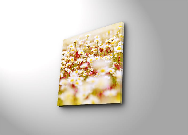 Canvastavla 45x45 cm - Fält av blommor i olika nyanser av vitt och gult, Vitt / Gult / Grönt