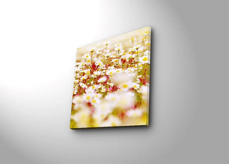 Canvastavla 45x45 cm - Fält av blommor i olika nyanser av vitt och gult, Vitt / Gult / Grönt