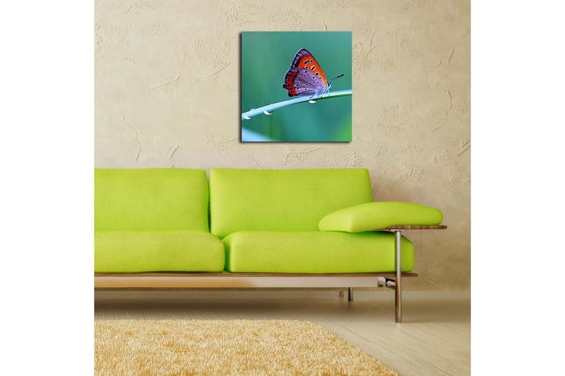 Canvastavla 45x45 cm - Färgglad fjäril på ett grönt blad - Orange / Lila / Grå - Inredning & dekor - Tavlor & konst - Canvastavla