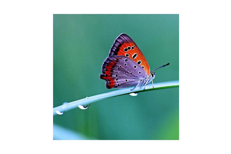 Canvastavla 45x45 cm - Färgglad fjäril på ett grönt blad - Orange / Lila / Grå - Inredning & dekor - Tavlor & konst - Canvastavla