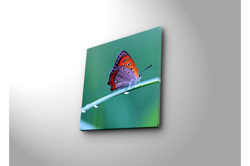 Canvastavla 45x45 cm - Färgglad fjäril på ett grönt blad - Orange / Lila / Grå - Inredning & dekor - Tavlor & konst - Canvastavla