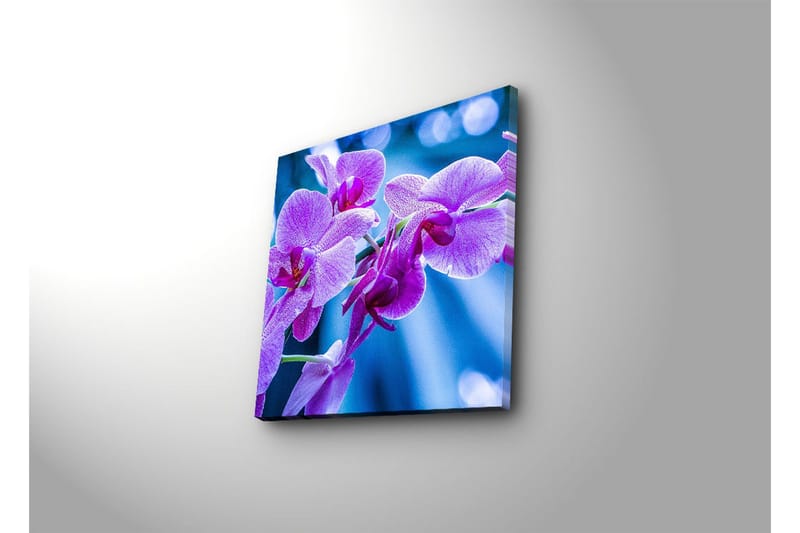 Canvastavla 45x45 cm - Lila orkidéer i blomstring - Lila / Blå - Inredning & dekor - Tavlor & konst - Canvastavla