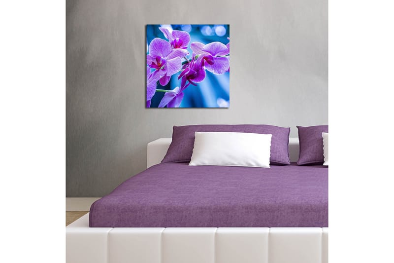Canvastavla 45x45 cm - Lila orkidéer i blomstring - Lila / Blå - Inredning & dekor - Tavlor & konst - Canvastavla