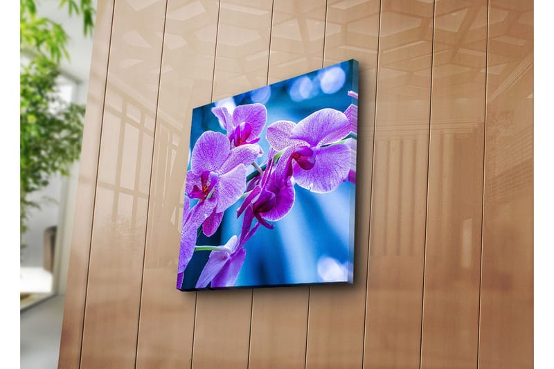Canvastavla 45x45 cm - Lila orkidéer i blomstring - Lila / Blå - Inredning & dekor - Tavlor & konst - Canvastavla