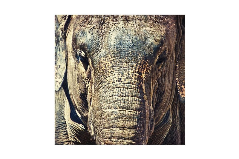 Canvastavla 45x45 cm - Närbild av en elefants ansikte med detaljerad textur - Grå / Brun / Beige - Inredning & dekor - Tavlor & konst - Canvastavla