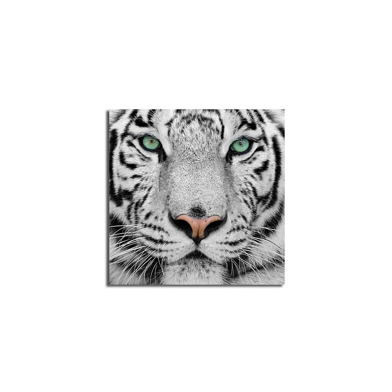 Canvastavla 45x45 cm - Närbild av en vit tiger med intensiva ögon - Vit / Svart / Grön - Inredning & dekor - Tavlor & konst - Canvastavla