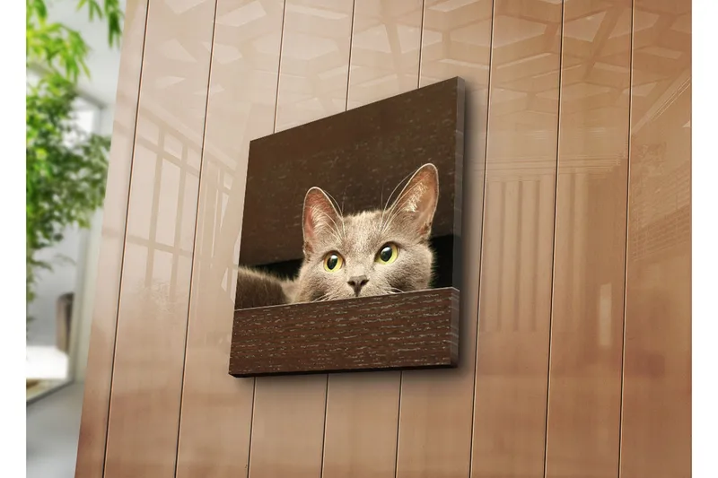 Canvastavla 45x45 cm - Nyfiken katt som tittar fram bakom en låda - Grå / Gulgrön - Inredning & dekor - Tavlor & konst - Canvastavla