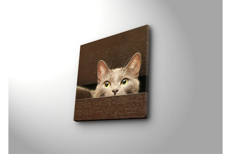 Canvastavla 45x45 cm - Nyfiken katt som tittar fram bakom en låda - Grå / Gulgrön - Inredning & dekor - Tavlor & konst - Canvastavla