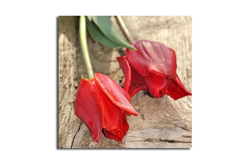 Canvastavla 45x45 cm - Röda tulpaner på en träyta, Röd / Grön