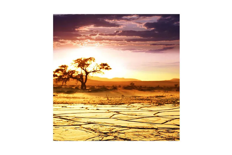 Canvastavla 45x45 cm - Solnedgång över en ökenlandskap med ett ensamt träd - Guld / Orange / Lila - Inredning & dekor - Tavlor & konst - Canvastavla