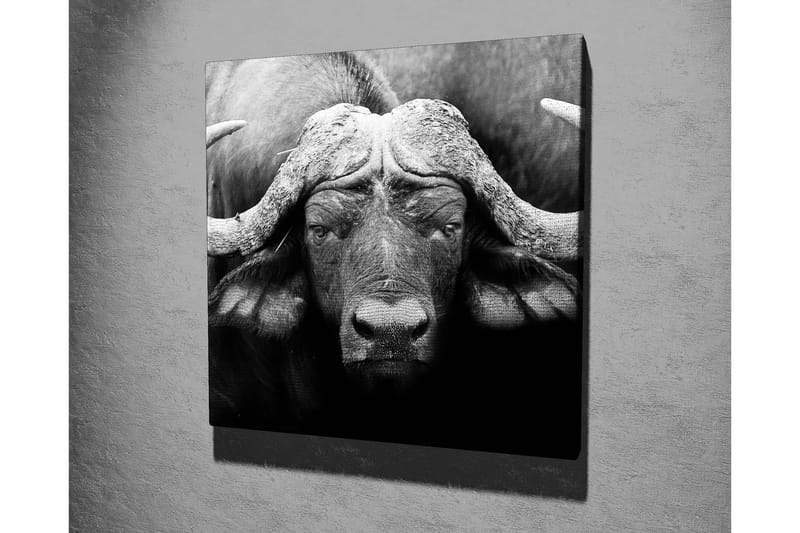 Canvastavla 45x45 cm - Storslagen buffel med kraftfulla horn - Svart / Grå - Inredning & dekor - Tavlor & konst - Canvastavla