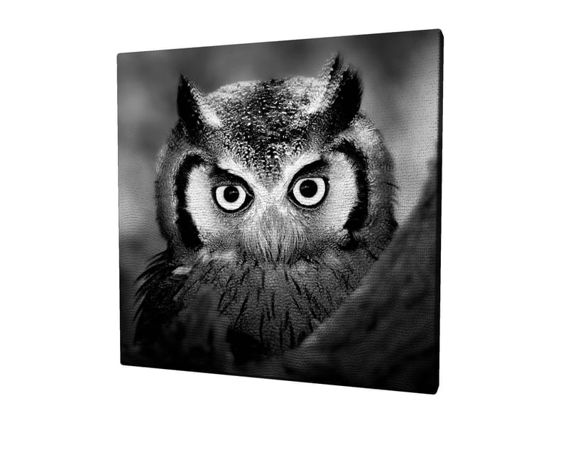 Canvastavla 45x45 cm - Svartvit närbild av uggla med froststänkta fjädrar och genomträngande blick, Svart / Vitt