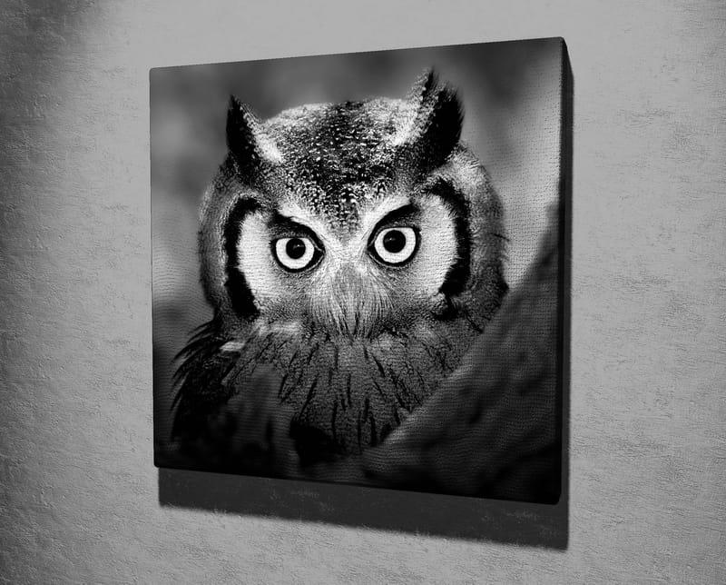 Canvastavla 45x45 cm - Svartvit närbild av uggla med froststänkta fjädrar och genomträngande blick - Svart / Vitt - Inredning & dekor - Tavlor & konst - Canvastavla