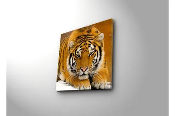 Canvastavla 45x45 cm - Tiger som ligger på snön med intensiv blick - Orange / Svart / Vit - Inredning & dekor - Tavlor & konst - Canvastavla