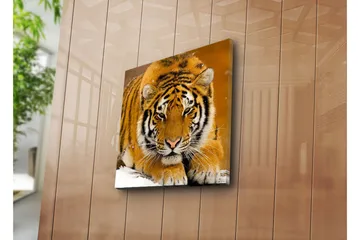 Canvastavla 45x45 cm - Tiger som ligger på snön med intensiv blick - Orange / Svart / Vit - Inredning & dekor - Tavlor & konst - Canvastavla