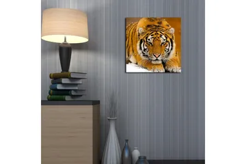 Canvastavla 45x45 cm - Tiger som ligger på snön med intensiv blick - Orange / Svart / Vit - Inredning & dekor - Tavlor & konst - Canvastavla