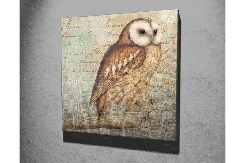 Canvastavla 45x45 cm - Uggla med detaljerad fjäderdräkt - Beige / Brun / Ljusblå - Inredning & dekor - Tavlor & konst - Canvastavla