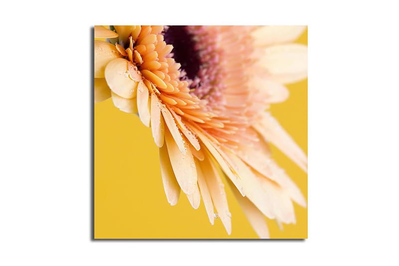 Canvastavla 45x45 cm - Vacker blomma med ljusa kronblad och droppar av vatten, Ljusrosa / Gul / Lila