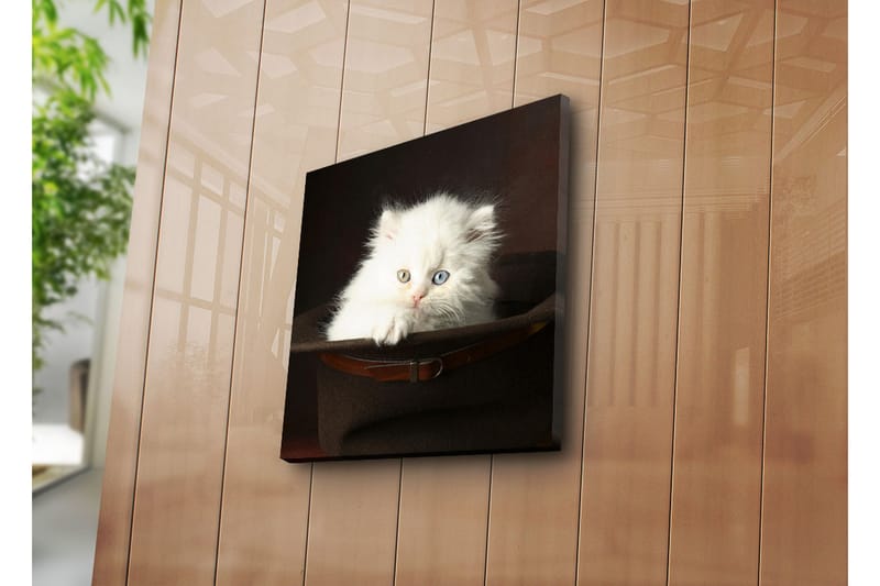 Canvastavla 45x45 cm - Vit kattunge i en hatt - Vit / Brun / Blå - Inredning & dekor - Tavlor & konst - Canvastavla