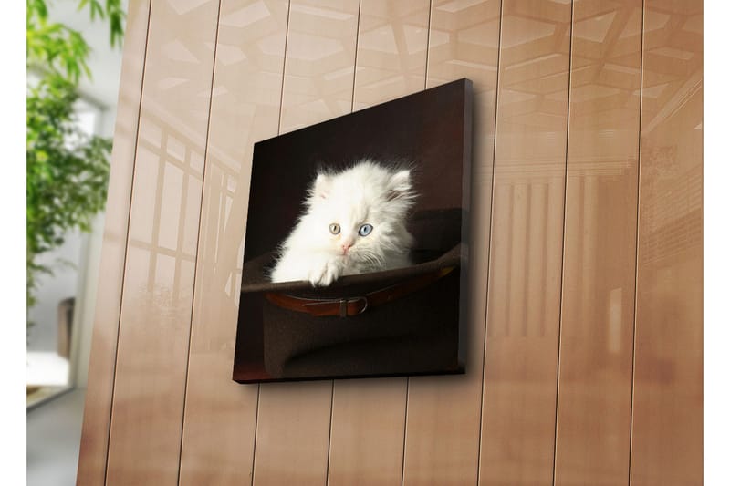 Canvastavla 45x45 cm - Vit kattunge i en hatt - Vit / Brun / Blå - Inredning & dekor - Tavlor & konst - Canvastavla