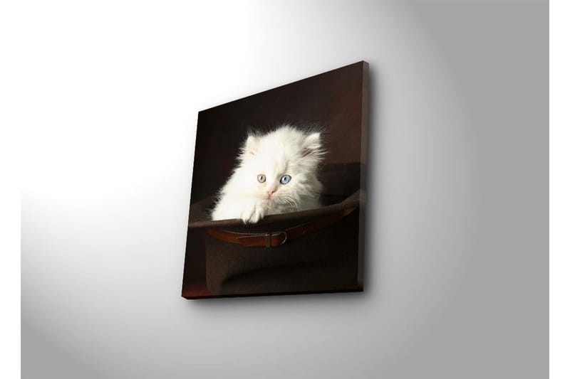 Canvastavla 45x45 cm - Vit kattunge i en hatt - Vit / Brun / Blå - Inredning & dekor - Tavlor & konst - Canvastavla