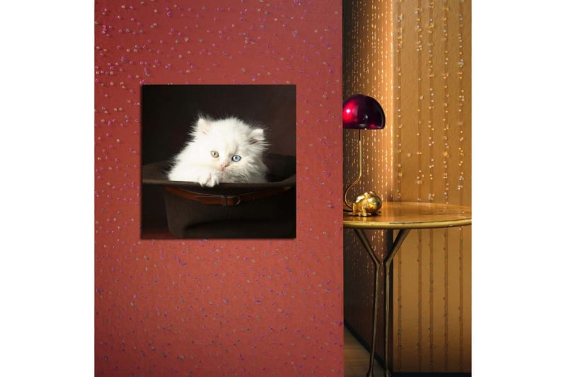 Canvastavla 45x45 cm - Vit kattunge i en hatt - Vit / Brun / Blå - Inredning & dekor - Tavlor & konst - Canvastavla