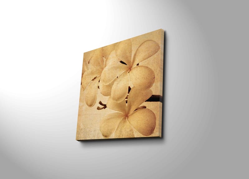 Canvastavla 45x45 cm - Vit orkidé med mjuka blomblad - Vit / Beige / Brun - Inredning & dekor - Tavlor & konst - Canvastavla