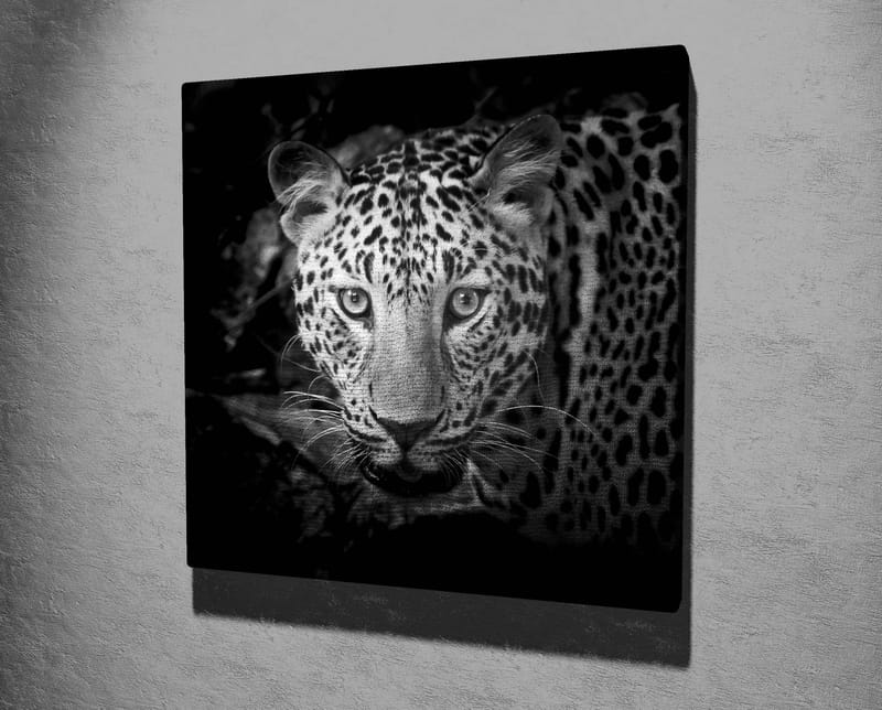 Canvastavla 45x45 cm - Porträtt av en leopard med intensiva ögon - Svart / Vit / Grå - Inredning & dekor - Tavlor & konst - Canvastavla