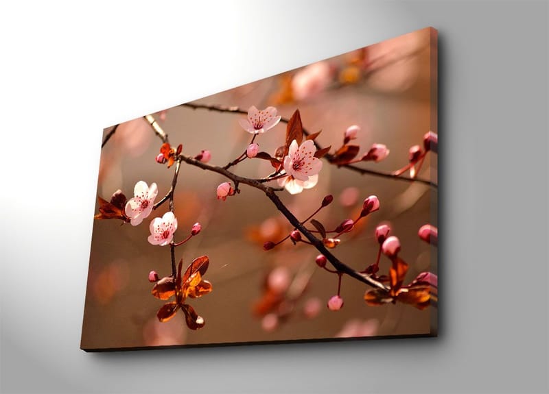 Canvastavla 70x100 cm - Blommande körsbärsgrenar med rosa blommor och bruna blad, Rosa / Brun