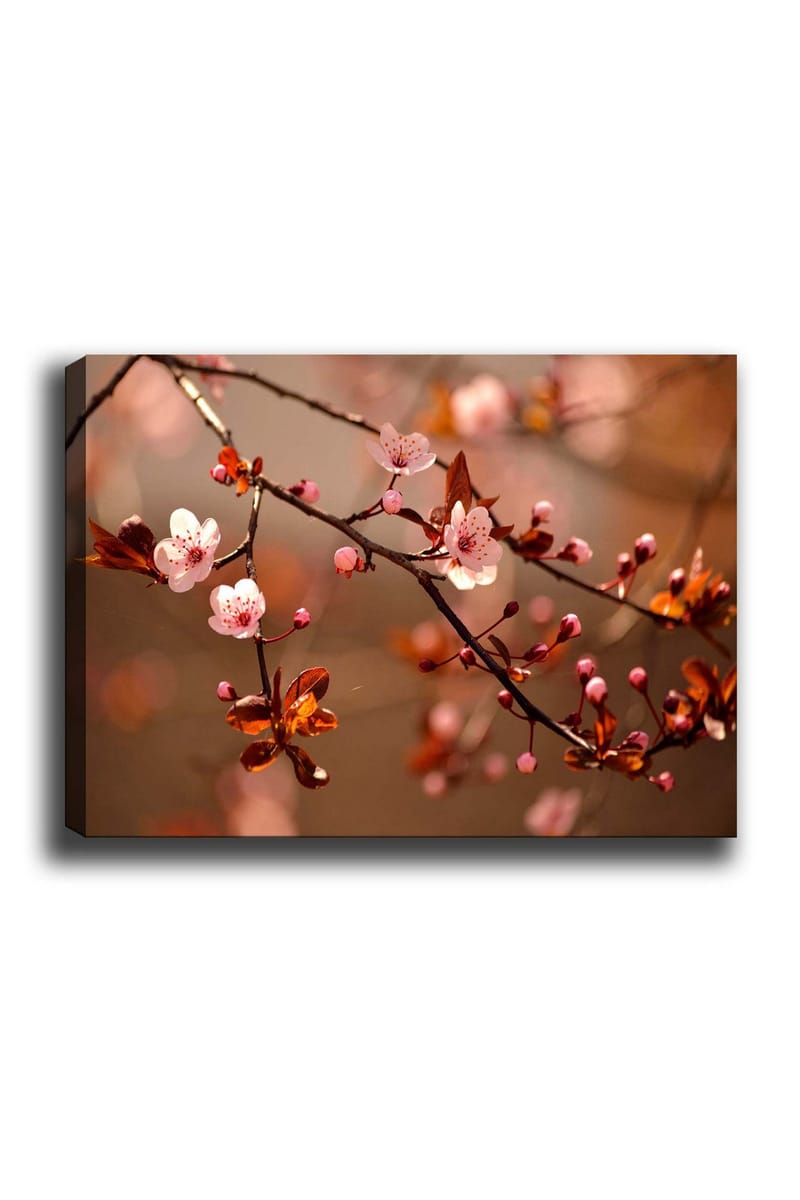 Canvastavla 70x100 cm - Blommande körsbärsgrenar med rosa blommor och knoppar, Rosa / Brun / Mörkröd
