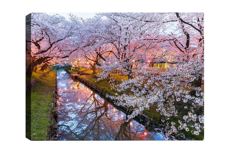Canvastavla 70x100 cm - Blommande körsbärsträd vid en stilla kanal i skymningen - Rosa / Vitt / Grönt - Inredning & dekor - Tavlor & konst - Canvastavla