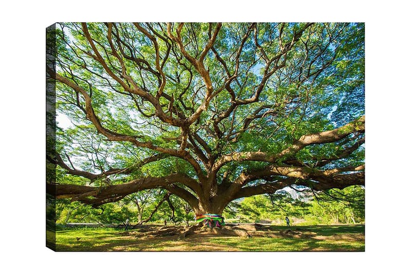 Canvastavla 70x100 cm - Ett stort och majestätiskt träd med utbredda grenar och frodig grönska - Grön / Brun - Inredning & dekor - Tavlor & konst - Canvastavla