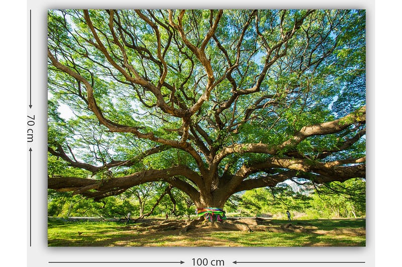 Canvastavla 70x100 cm - Ett stort och majestätiskt träd med utbredda grenar och frodig grönska - Grön / Brun - Inredning & dekor - Tavlor & konst - Canvastavla