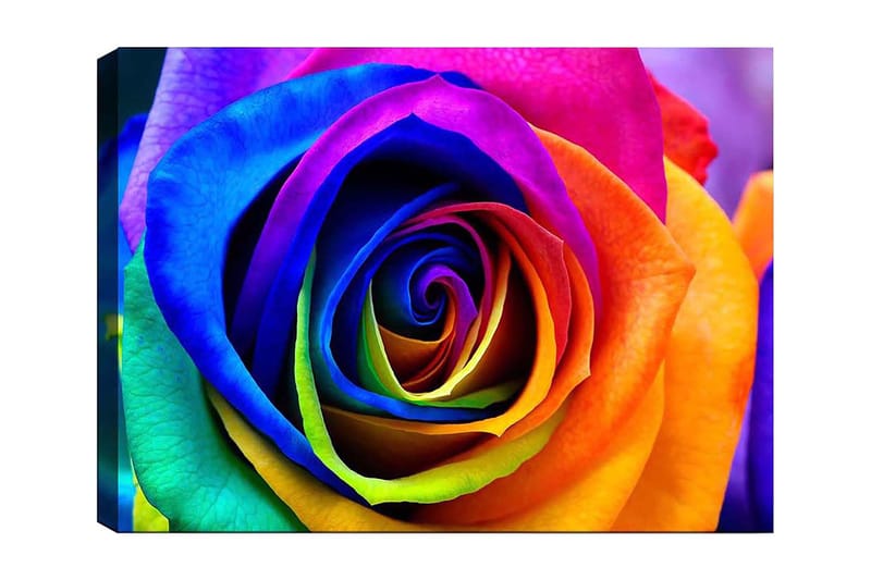 Canvastavla 70x100 cm - Färgglad ros med spiraler av regnbågens färger, Blå / Lila / Orange