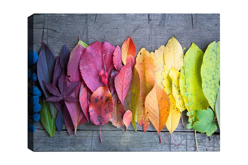 Canvastavla 70x100 cm - Färgglad samling av höstlöv i olika nyanser som visar naturens skönhet, Röd / Gul / Grön