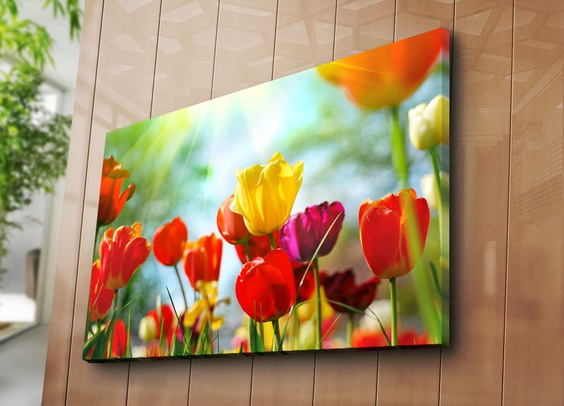 Canvastavla 70x100 cm - Färgglad samling av tulpaner i olika nyanser som blomstrar i ljuset - Röd / Gul / Lila - Inredning & dekor - Tavlor & konst - Canvastavla