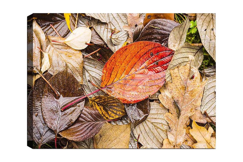 Canvastavla 70x100 cm - Färgglada höstlöv på en fuktig markyta, Röd / Brun / Gul