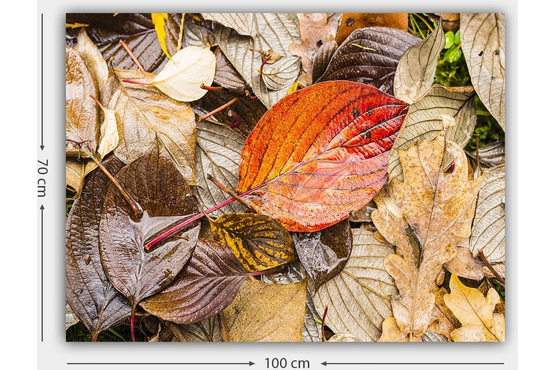 Canvastavla 70x100 cm - Färgglada höstlöv på en fuktig markyta - Röd / Brun / Gul - Inredning & dekor - Tavlor & konst - Canvastavla