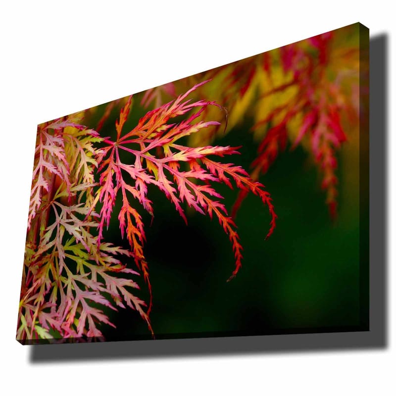 Canvastavla 70x100 cm - Färgglada lönnlöv i olika nyanser av rött och rosa - Röd / Rosa / Grön - Inredning & dekor - Tavlor & konst - Canvastavla