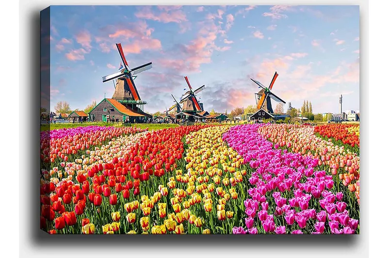 Canvastavla 70x100 cm - Färgsprakande tulpanfält med vindmöllor i bakgrunden - R öd / Rosa / Gul - Inredning & dekor - Tavlor & konst - Canvastavla