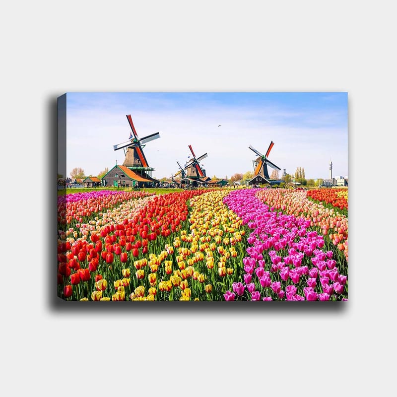 Canvastavla 70x100 cm - Färgsprakande tulpanodling med vindmölla i bakgrunden - Röd / Gul / Rosa - Inredning & dekor - Tavlor & konst - Canvastavla
