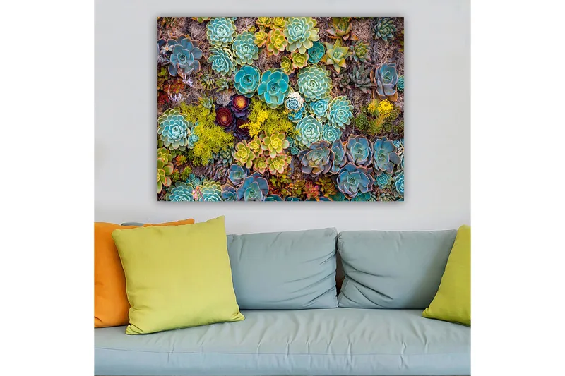 Canvastavla 70x100 cm - Färgstark samling av olika suckulenter i varierande former och nyanser - Turkos / Grön / Gul - Inredning & dekor - Tavlor & konst - Canvastavla